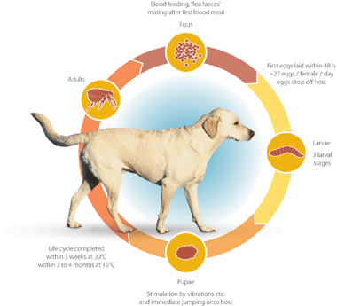 Break the Flea Lifecycle with Prac-tic