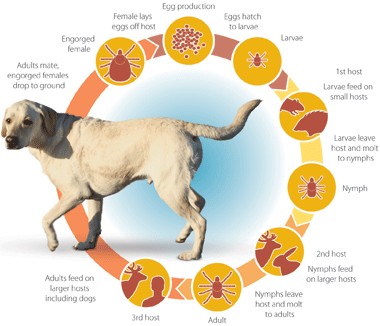 Break the Tick Lifecycle with Prac-tic